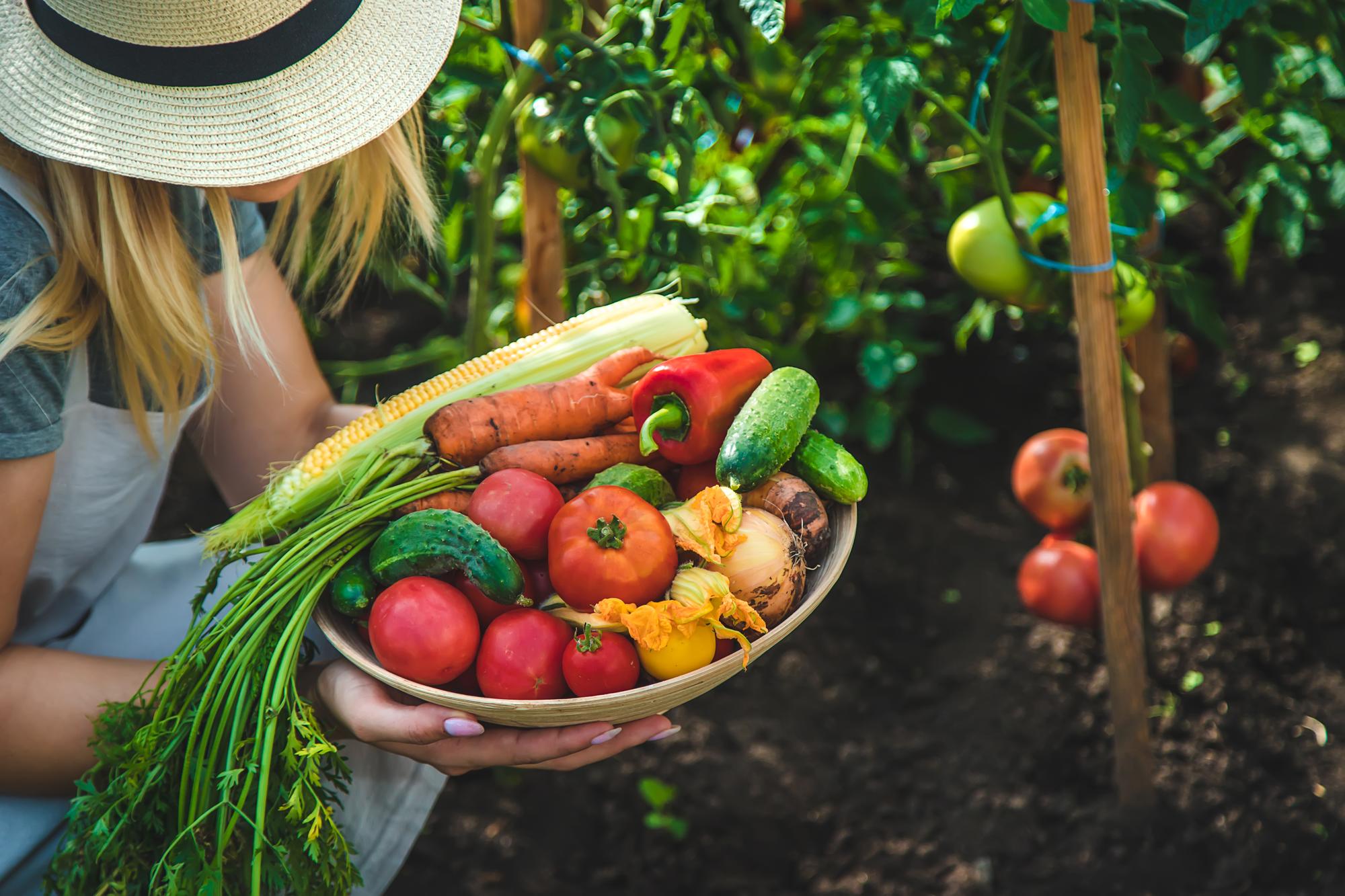 farmer-woman-harvests-vegetables-garden-selective-focus_472916-5205 (1)