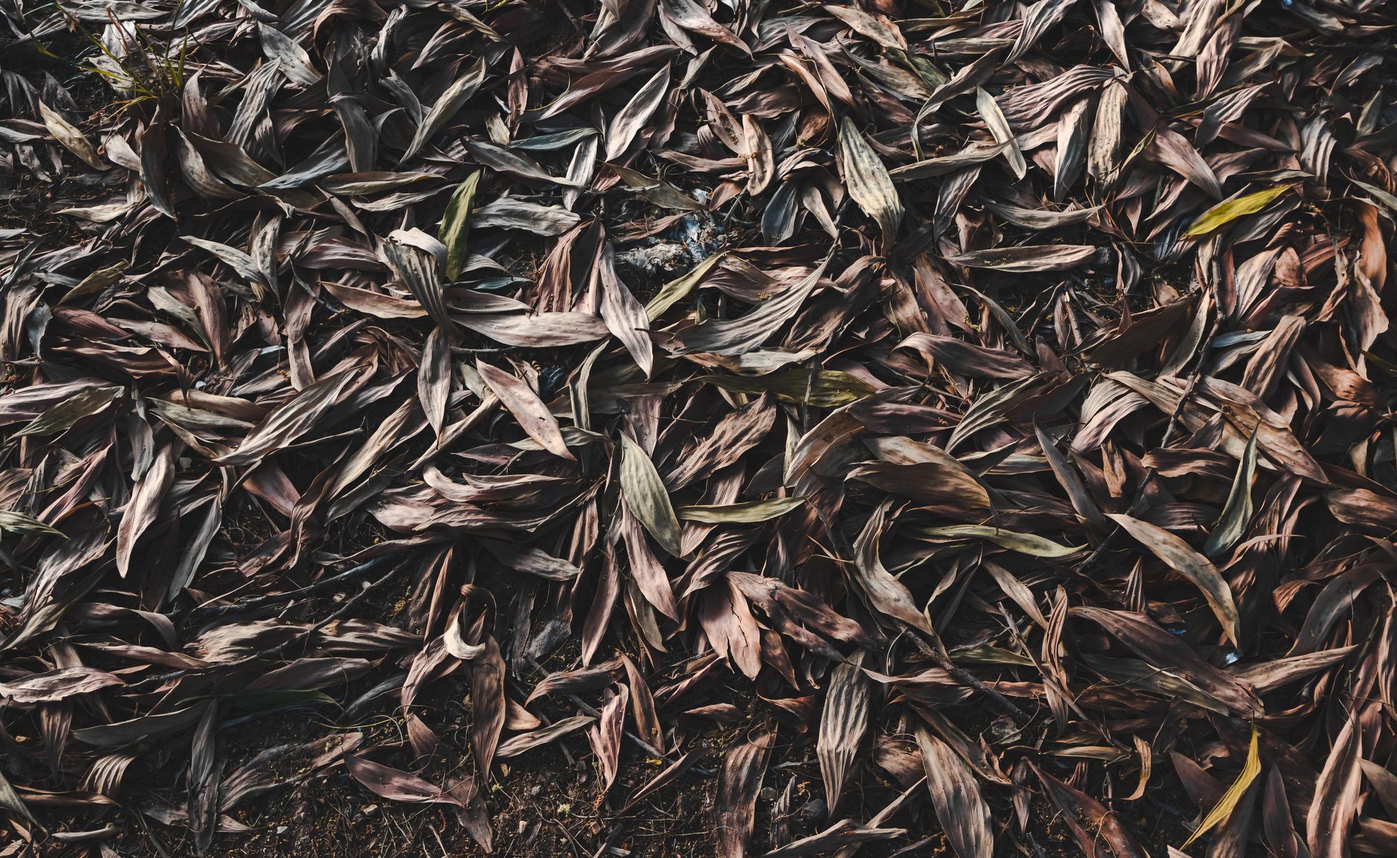 high-angle-view-dry-leaves-field_1048944-17024804