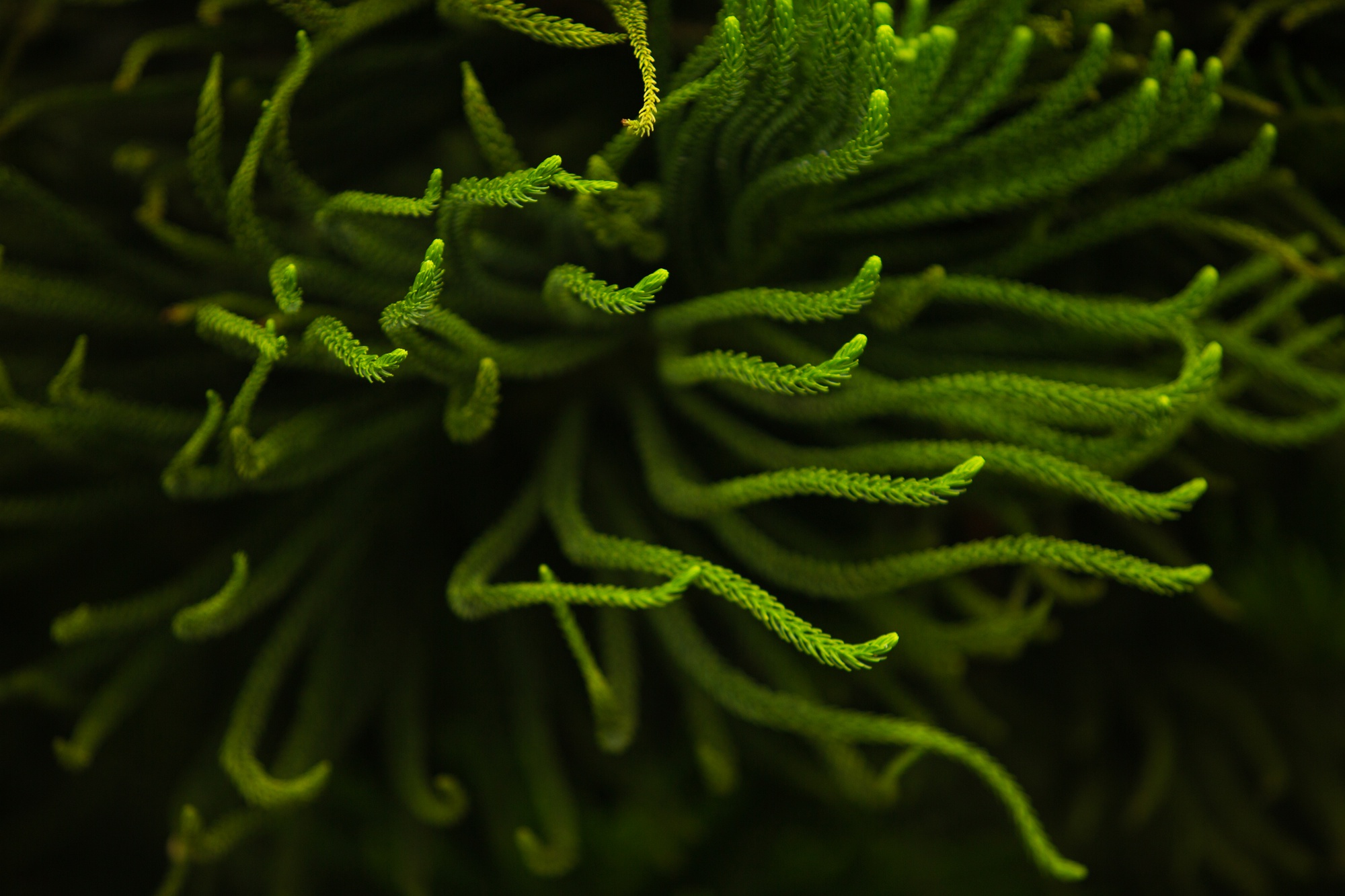 lose-up-coniferous-tree-branch-bali-indonesia_72229-766