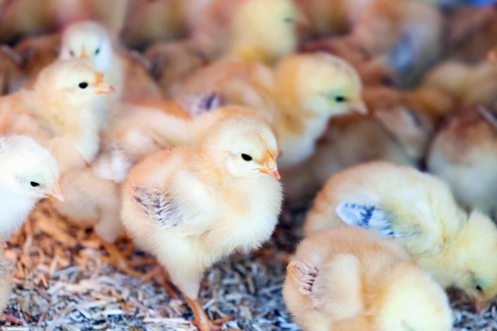 little-chicks-farm_1398-4542