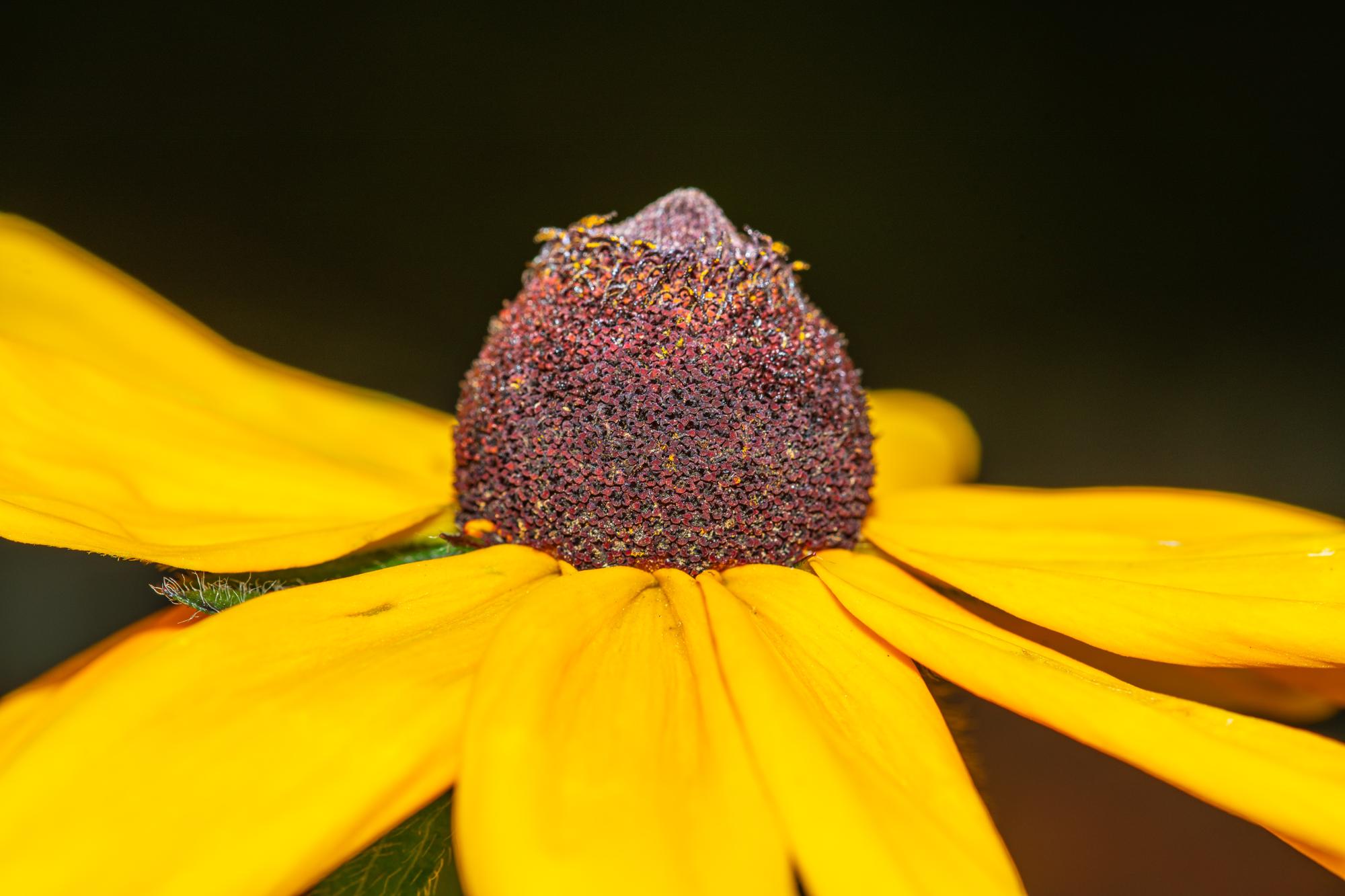 close-up-yellow-flowering-plant_1048944-8514725